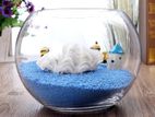 Mini Fish Tank Bowl Aquarium