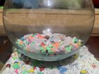 Mini Fish Tank