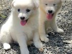 Mini Lion Pomeranian
