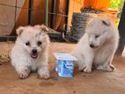 Mini Lion Pomenerian