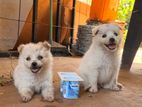 Mini Lion Pomenerian