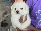 Mini Lion Pomeranian Puppies