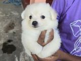 Mini Lion Pomeranian Puppies