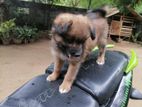 Pomeranian Puppy