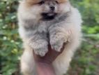 Pomeranian Puppies