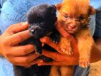 Mini Pomanerian Puppies