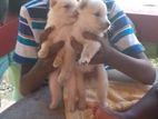 Pomaneriyan Puppies