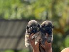 Mini Pomaneriyan