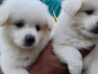 Lion Pomeranian Puppies