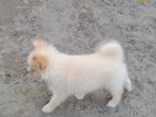 Mini Pomeranian Dog