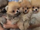 Mini Pomeranian puppies