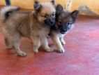 Mini Pomeranian Puppies