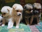 Pomeranian Puppies