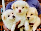 Mini Pomeranian Puppy