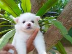 Mini Promeranian Puppy