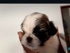 mini shihtzu puppy