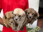 Mini Terrier Puppies