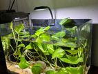 Minimalist Aquarium