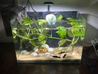 Minimalist Planted Aquarium