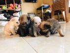 මිනිපොමනේරියන් Puppies
