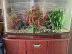 Fish Tank