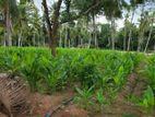 Minuwangoda : 8 Acres Coconut Land for Sale