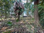 Minuwangoda - Divulapitiya Main Rd Prime 60.57 Perches of Land for Sale