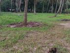 Mirigama : 100 Acres Coconut Estate for Sale (Land Value is High)