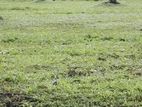 Mirigama Indiparape Land for Sale