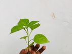 මිරිස් පැල