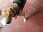 Dog for Kind Home
