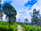 Misty Mountain View Land Sale Kandy Nillambe