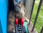 Miv Kitty Femele