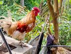 Bantam Chicken
