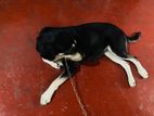 Mix Breed Female Dog for Kind Home