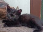 Mix breed persian cats