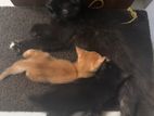 Cat for Kind Home