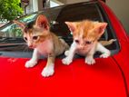 Kitten For A Kind Home