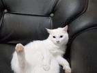 Persian Mix Cat Male