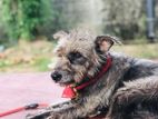 Dog for Kind Home