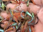 Mix Guppy