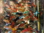 Gappy Fish
