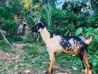 Mix Goat