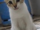 Kittens for Kind Home