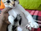 Kittens for Kind Home