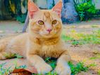 Mix Male Ginger Cat