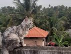 Persian British Shorthair Mixed Kitten