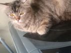 Mix Persian Cat