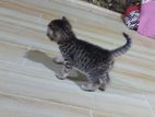 Persian Mixed Kitten