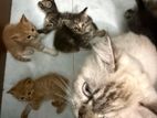 Mix Persian Kittens for Kind Home